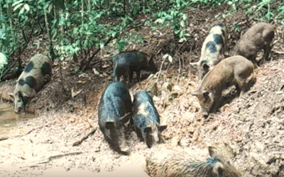 Feral Pig Costs & Controls