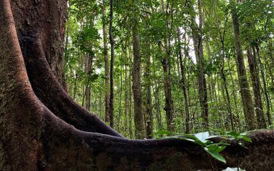 Landholders Linking Mabi