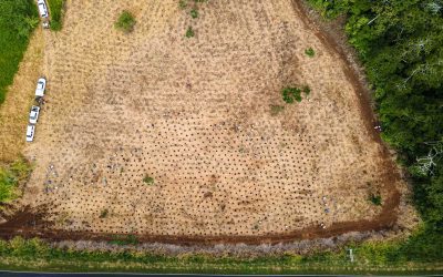 Community Tree Plantings conclude 3 Mabi projects at Wongabel