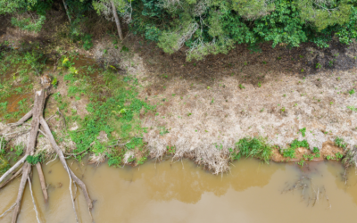 Mabi Revegetation East Barron