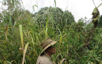 Turbina Treatment in Mabi Forest